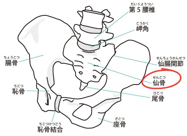 仙骨の位置がわかる骨盤の構造図。
